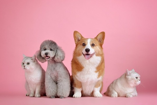 PetMed 